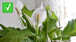 Peace Lily Plant Is Toxic For Cats