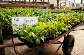 Plant Now For The Fall Vegetable Garden