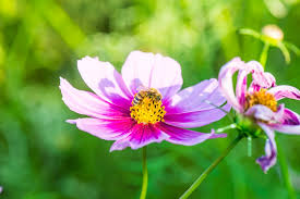 Cottage Garden Favourites 10 Plants To Try