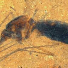A Fossilized Blood Engorged Mosquito Is