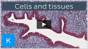 Basement Membrane Anatomy And Function