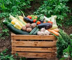 Garden Seed Box Vegetable