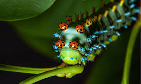 15 Caterpillars Found In Florida 6 Are