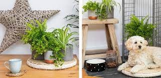 Plants That Are Safe For Pets And Low