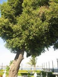 Indian Bakul Tree Plants