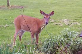 Controlling Deer Nuisance Wildlife