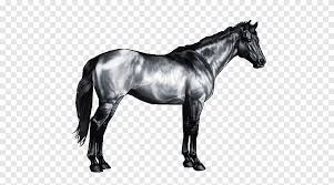 American Paint Horse American Quarter