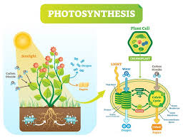 Photosynthesis Photolysis And Carbon