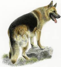 German Shepherd An Overview