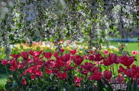Flowers In Fort Wayne This Spring
