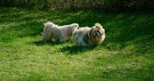 Small Furry Dog Looking Up With A Bad