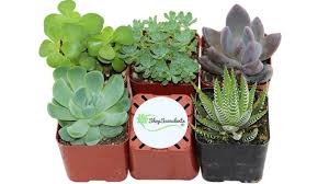 Succulents Great Hostess Gifts