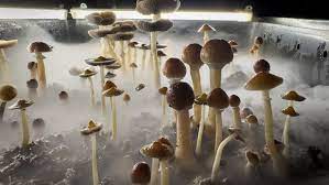 Magic Mushrooms