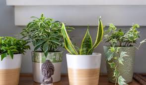 10 Beneficial Feng Shui Plants For Your