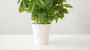 Green Basil Herb With Name Plate In Pot