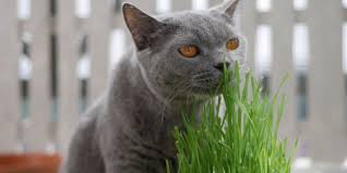 Is Wheatgrass Good For Cats Cats Com