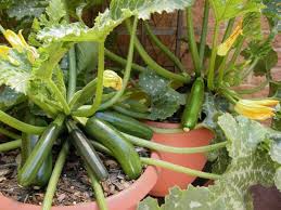 Zucchini To Grow In Containers