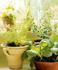 Growing Herbs Indoors How To Grow A