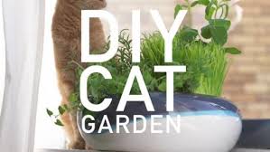 7 Plants To Grow For Cats