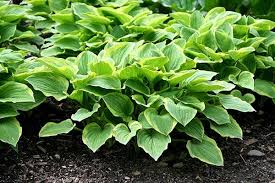 Hosta Poisoning In Dogs Signs Causes