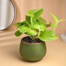 Money Plant Buy Indoor Money