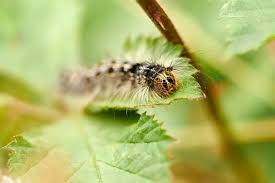 Poisonous Dart Throwing Insects