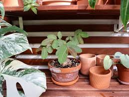 House Plants Alive
