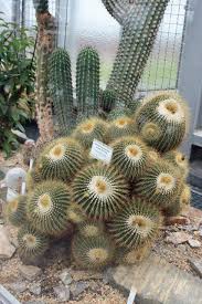 Photo Of The Entire Plant Of Parodia