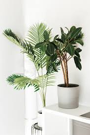5 Indoor Trees For Low Light Areas