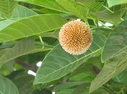 Gifting Trees The Favourite Tree Of God