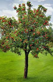 Apple Tree Growing Fruit Trees