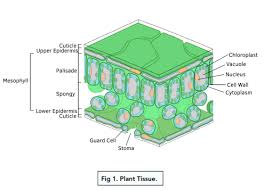 For Photosynthesis Gcse Biology