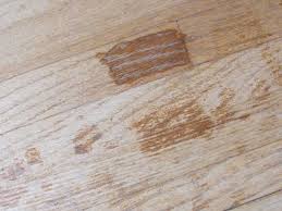 dog scratches cat on wood floors