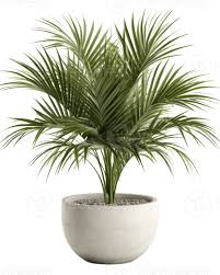 A Potted Palm Tree On A Transpa