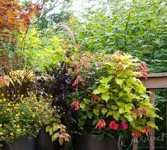 Favorite Flowering Annuals For