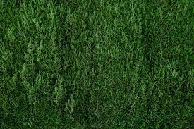 Grass Wall Images Free On