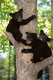 Baby Black Bear Stock Photos Page 1