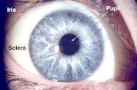 laser biological hazards eyes