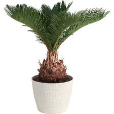 Costa Farms Cycas Revoluta Sago Palm Indoor Plant In 6 In White Pot Average Height 1 2 Ft