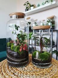 Terrarium Plants