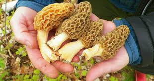 Morel Mushrooms The Fickle Fungus And