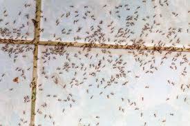 How To Get Rid Of Ants Homeserve Usa
