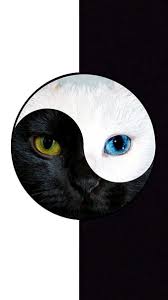 Hd Black N White Cat Wallpapers Peakpx