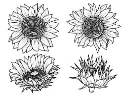Sunflower Sketch Line Art Graphic By