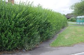 Overgrown Hedge Is Spoiling Your Garden