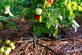 Drip Watering Tips To Keep Your