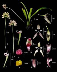 Bulbophyllum Karbianglongensis