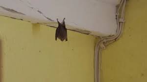 Little Winged Bat Hanging From Roof Of
