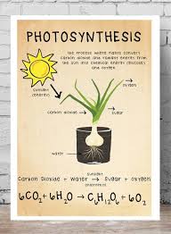 Printable Biology Poster Photosynthesis