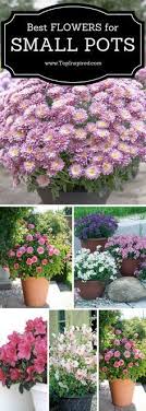 Container Flowers Garden Containers